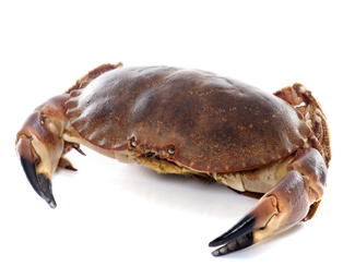 brown crab whole