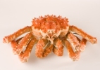 Red King Crab Whole