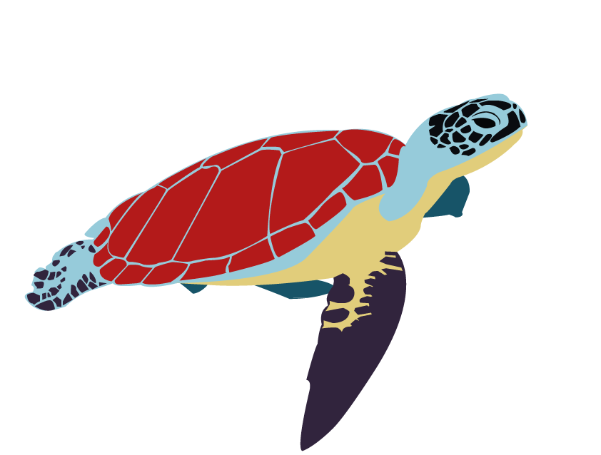 Culimer marine turtle